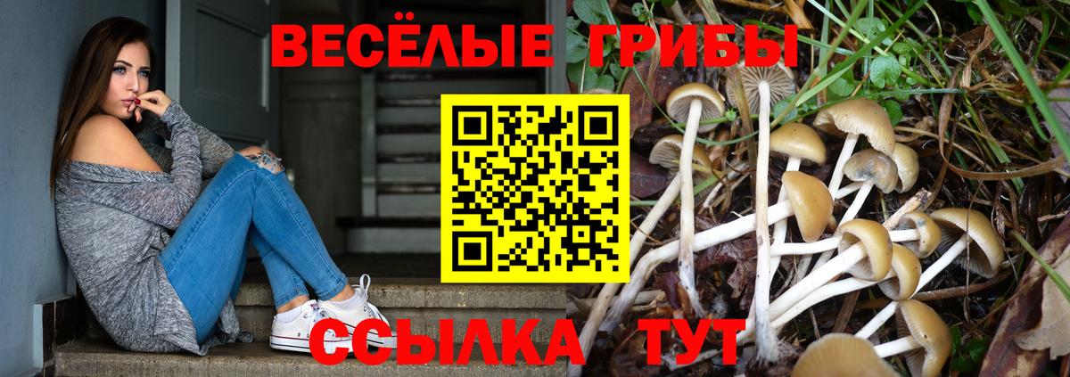 Шатура  Псилоцибиновые грибы Cubensis  Вход с VPN 